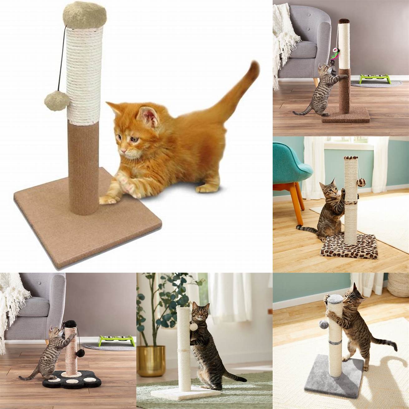 Make sure your cat has access to toys and scratching posts
