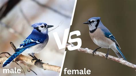Male And Female Birds Chart