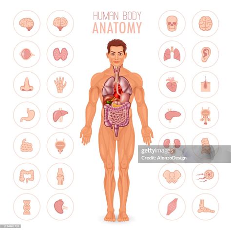 Male Body Anatomy Chart