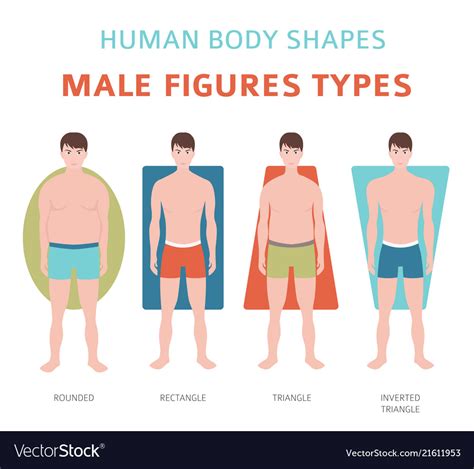 Male Body Types Chart