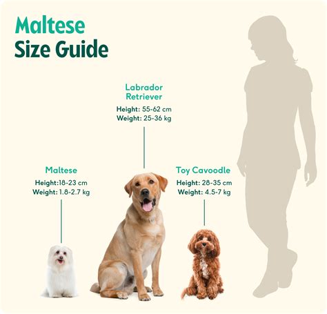 Maltese Puppy Size Chart