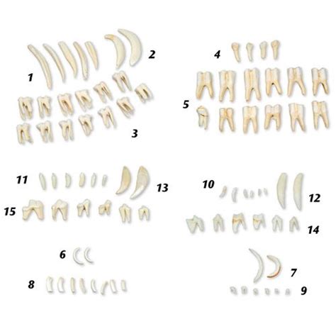 Mammal Teeth Identification Chart