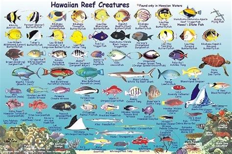 Maui Fish Chart