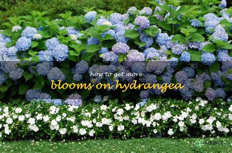 Maximizing Hydrangea Blooms