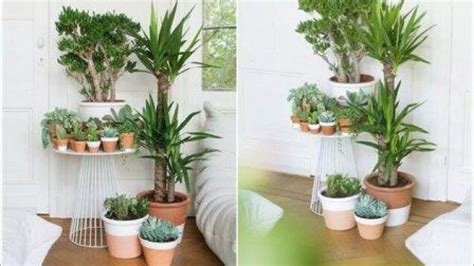 memperbanyak tanaman di dalam dan luar ruangan