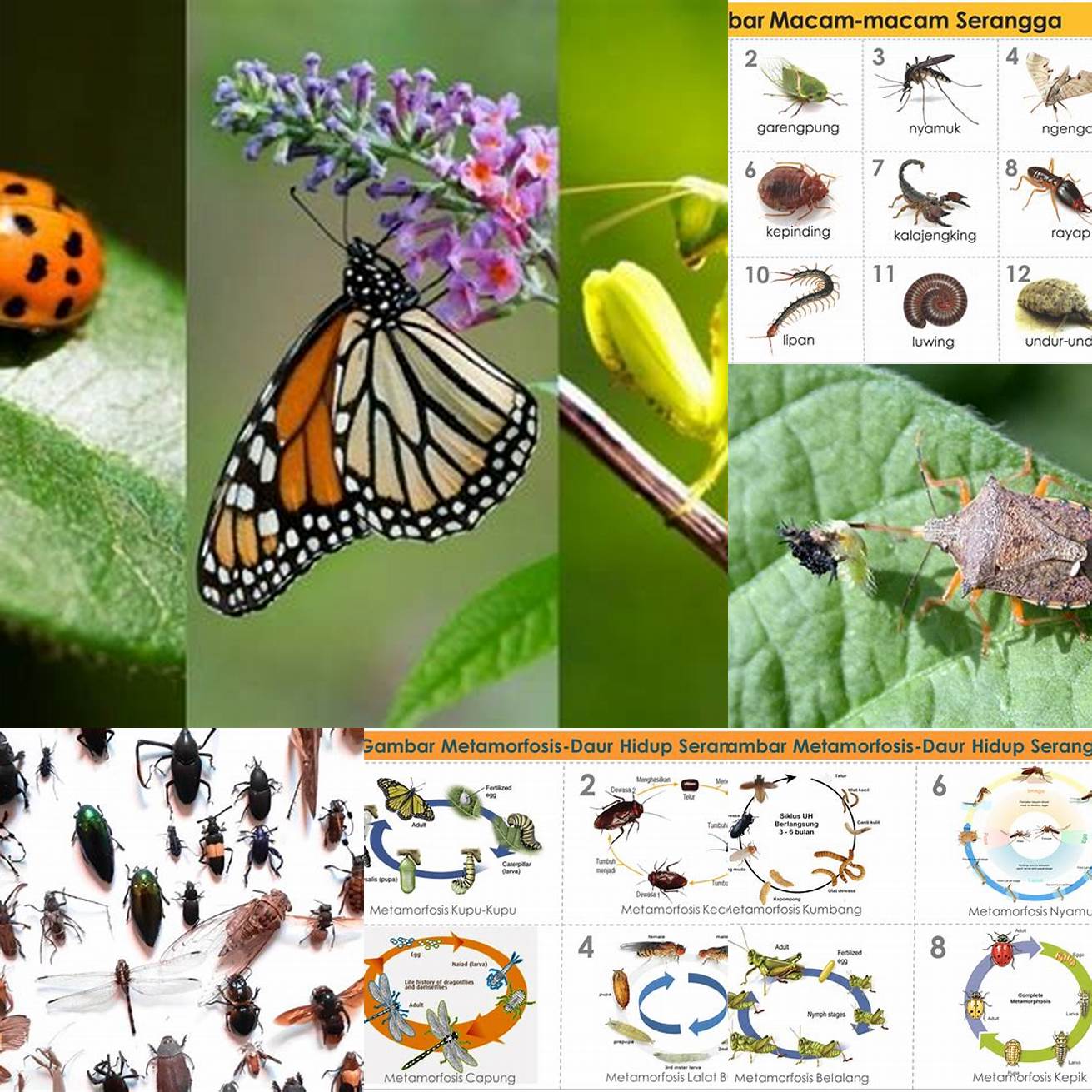 Memungkinkan serangga hidup di lingkungan yang berbeda-beda