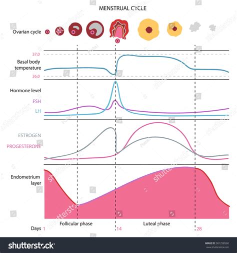Menstrual Cycle Temperature Chart
