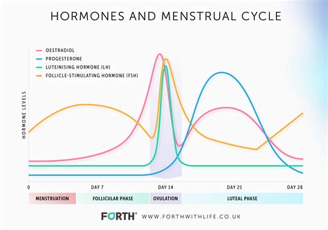 Menstruation Hormone Chart