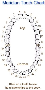 Meridian Tooth Chart Interactive