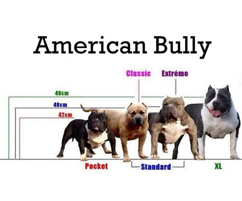 Micro Bully Size Chart