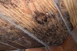Mildew Mold Removal Under House