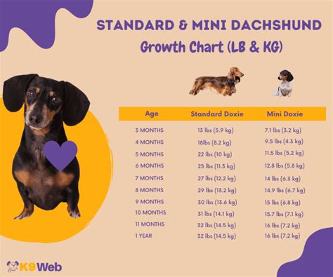 Mini Dachshund Weight Chart Kg