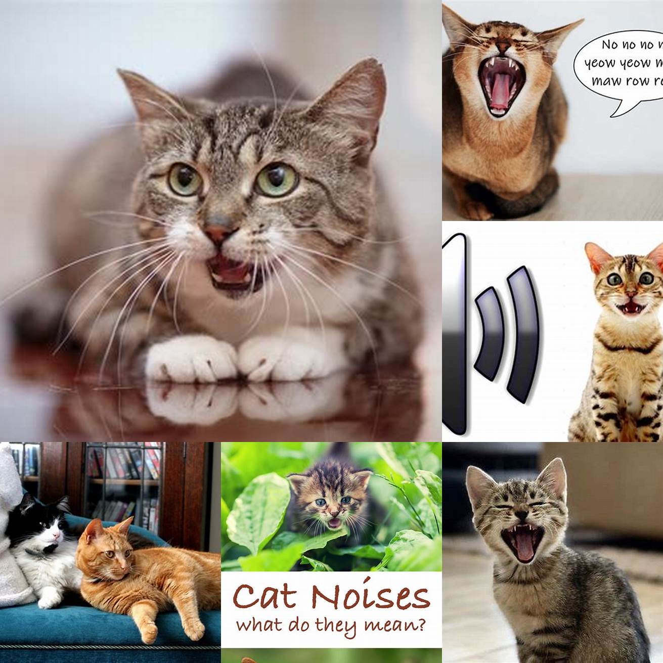 Minimize loud noises and other stressors in your cats environment