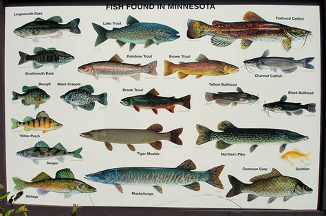 Minnesota Fish Identification Chart