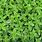 Mint Ground Cover