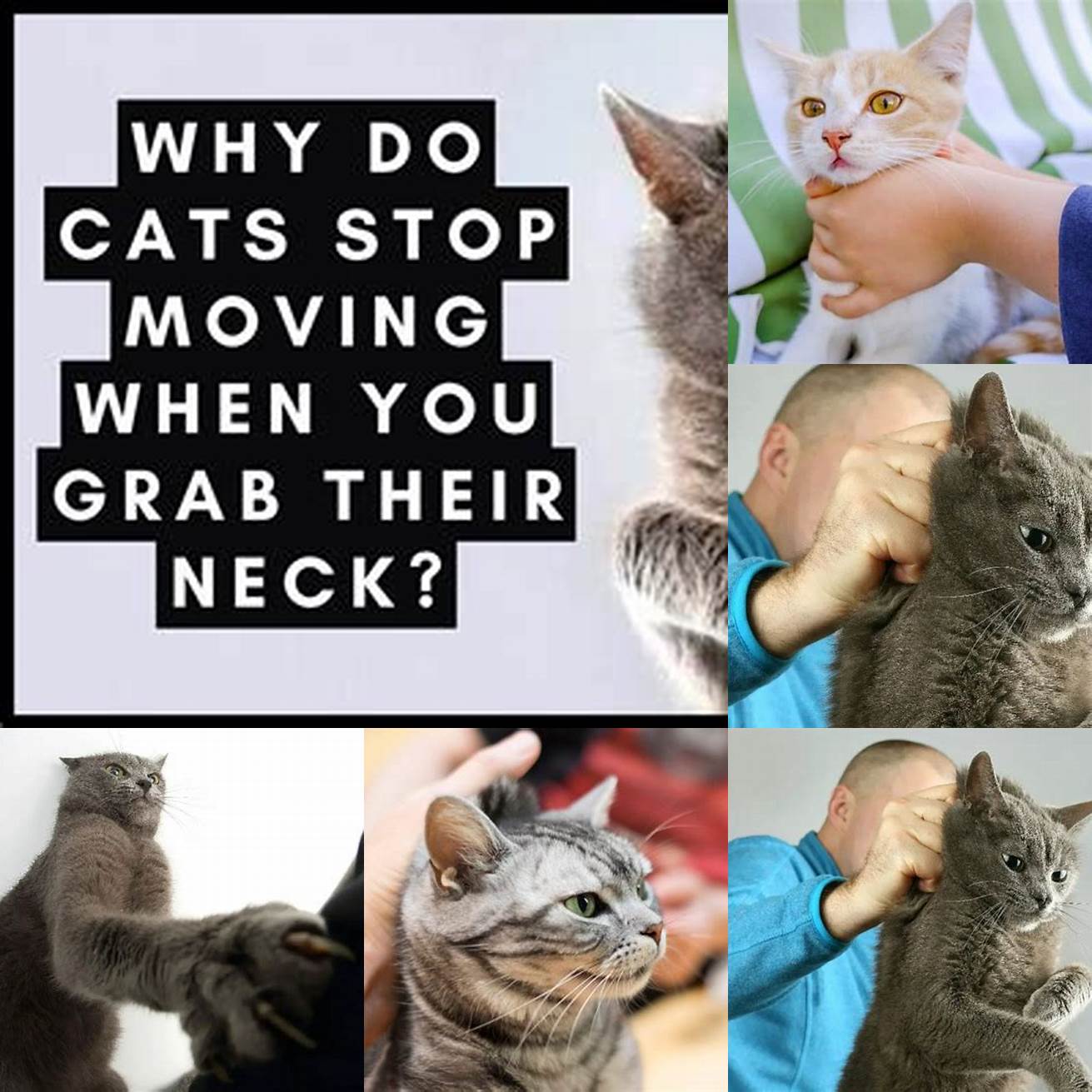 Mistake 1 Grabbing your cat by the scruff of their neck