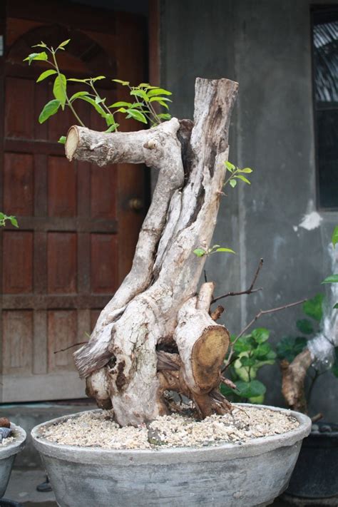 Tree Bonsai