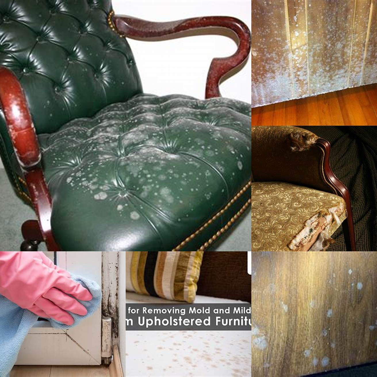 Mold and Mildew -