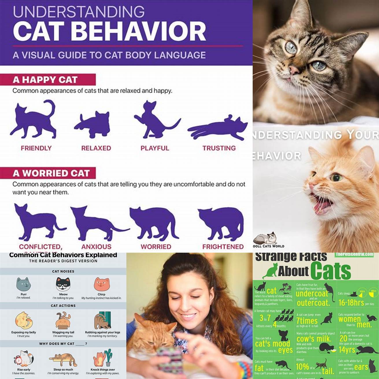 Monitor Your Cats Behavior