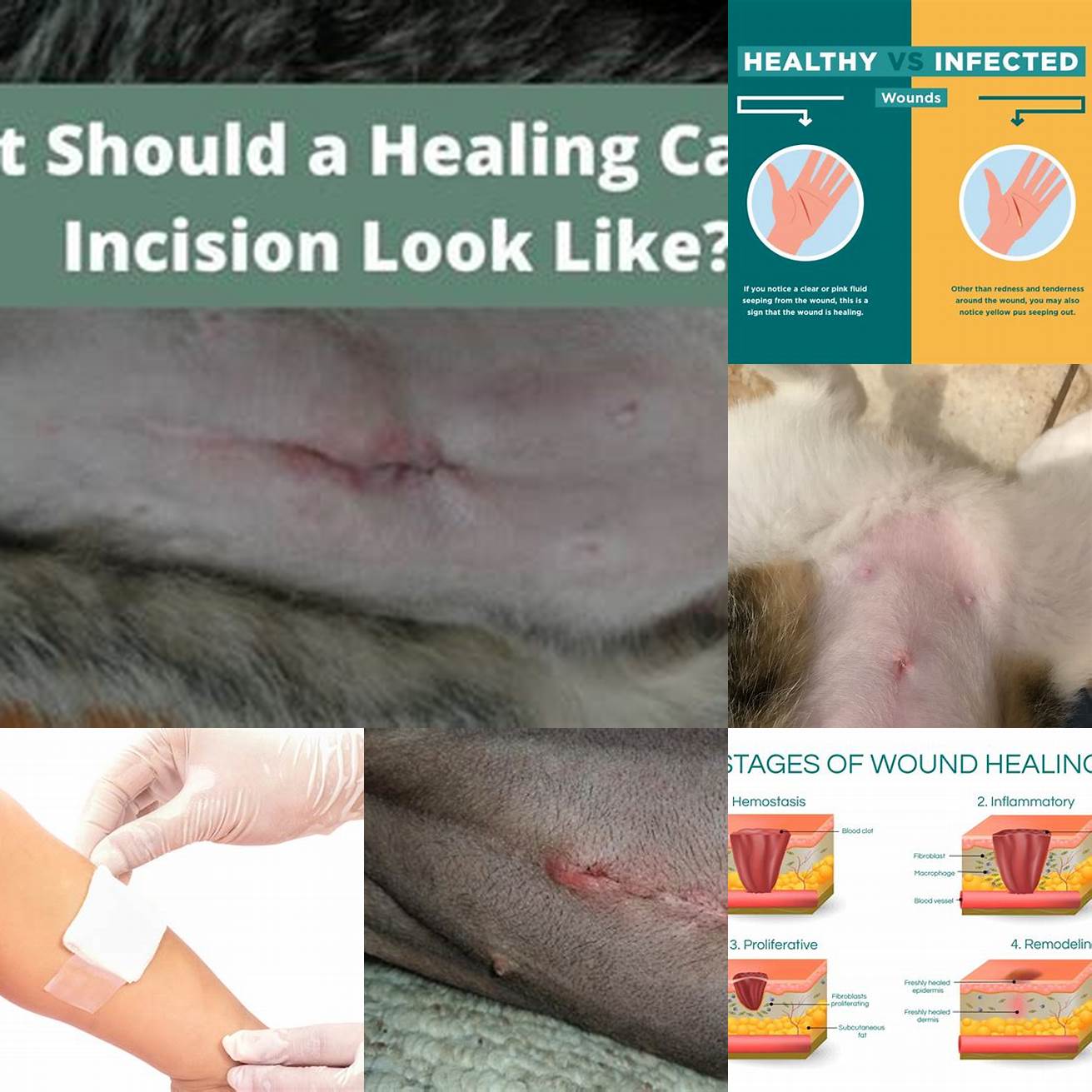 Monitor the Healing - Keep an eye on the wound and make sure it is healing properly If there are signs of infection take your cat to the vet immediately