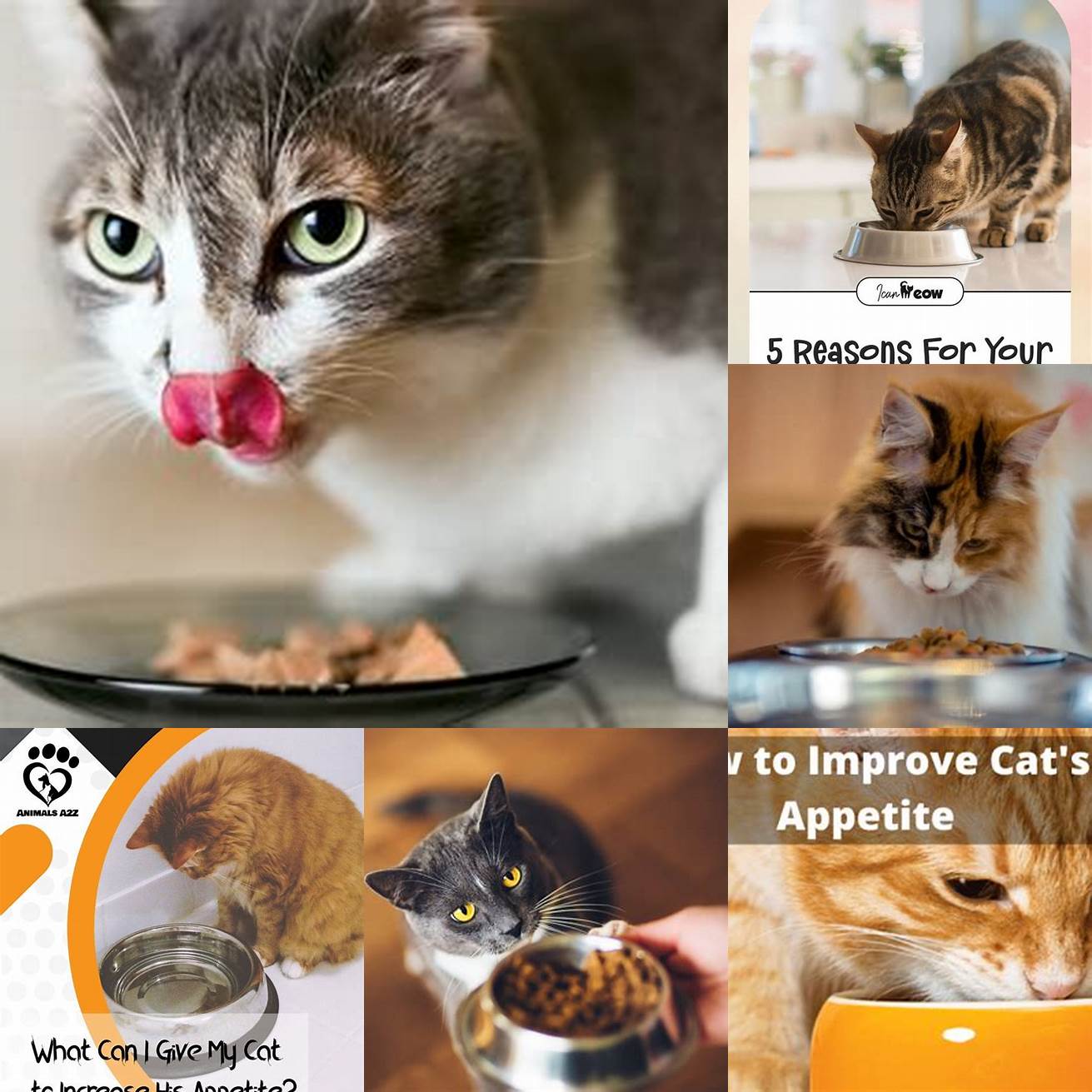 Monitor your cats appetite