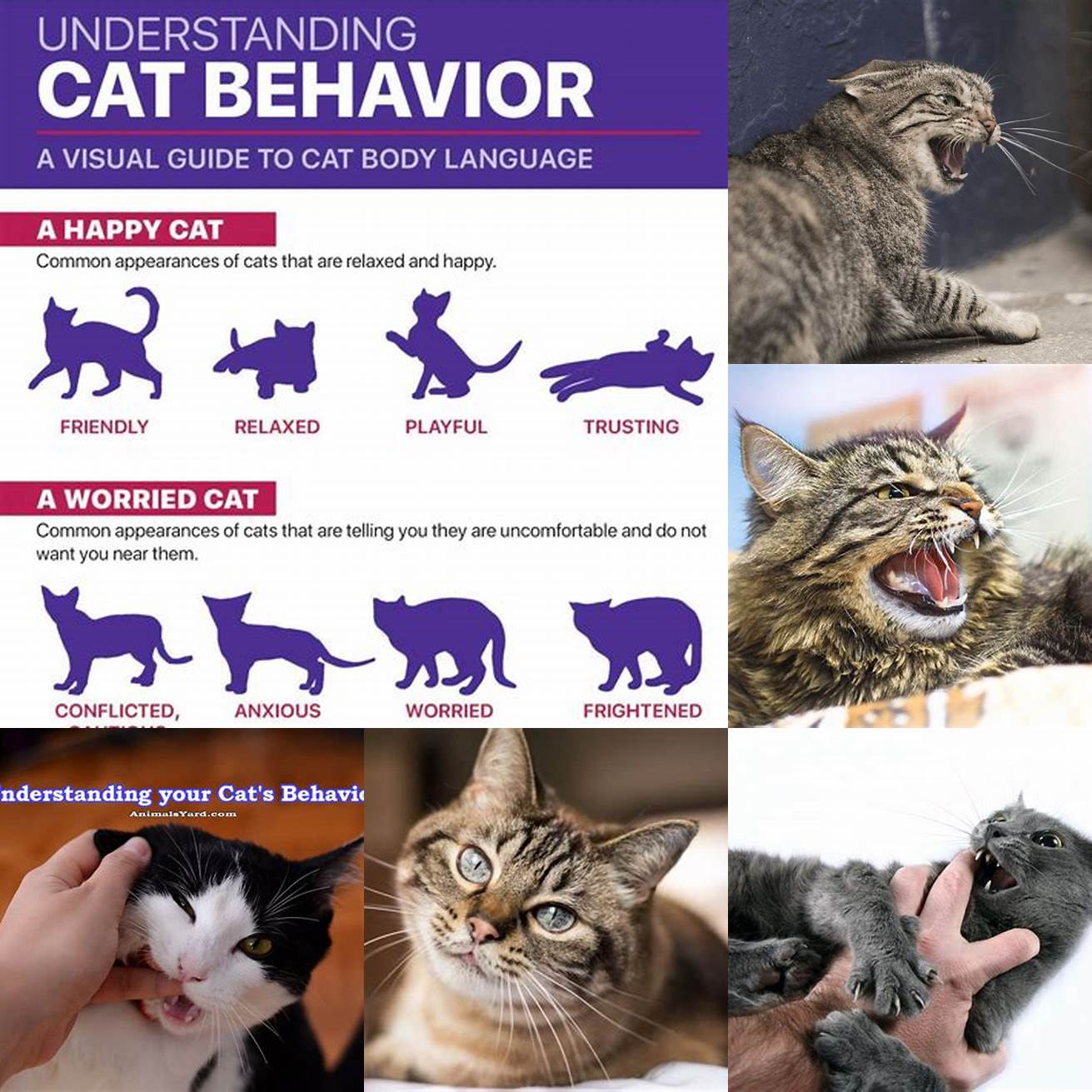 Monitor your cats behavior closely and intervene as soon as you notice any signs of aggression
