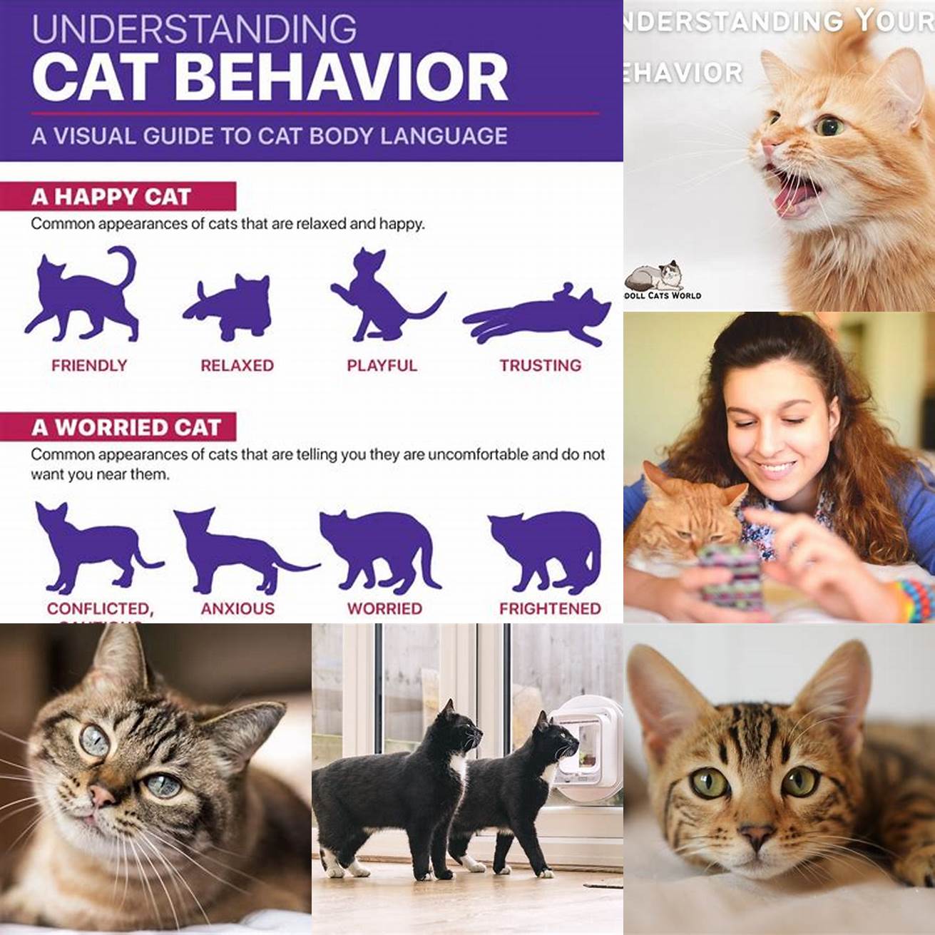 Monitor your cats behaviour