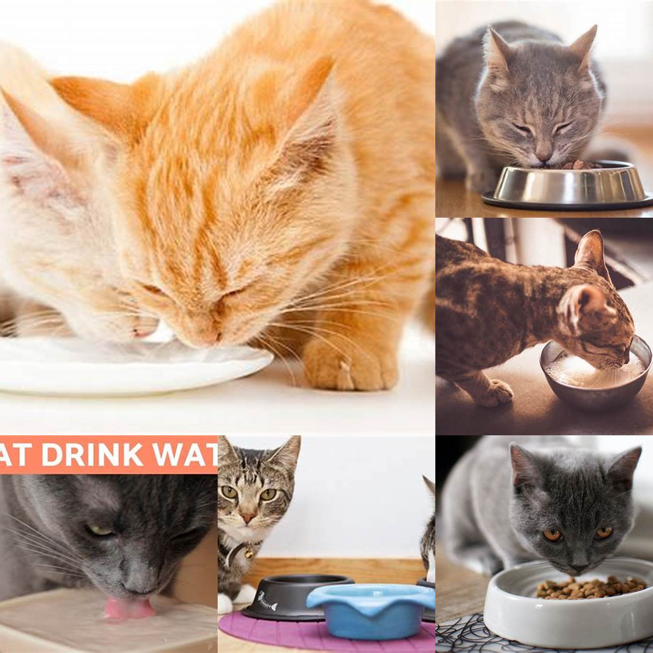 Monitor your cats eating and drinking habits