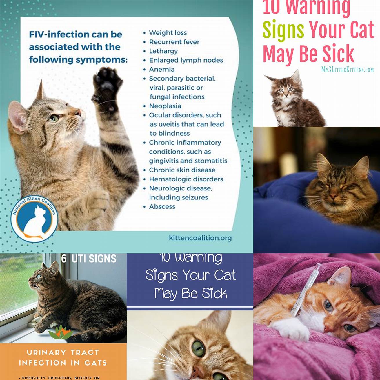 Monitor your cats symptoms
