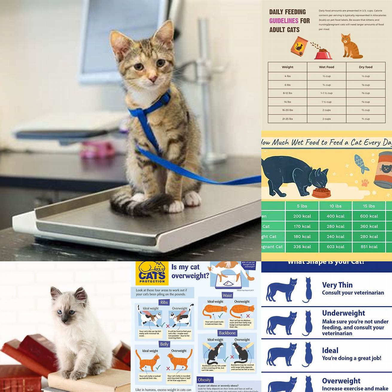 Monitor your cats weight and adjust their food intake as needed to maintain a healthy weight