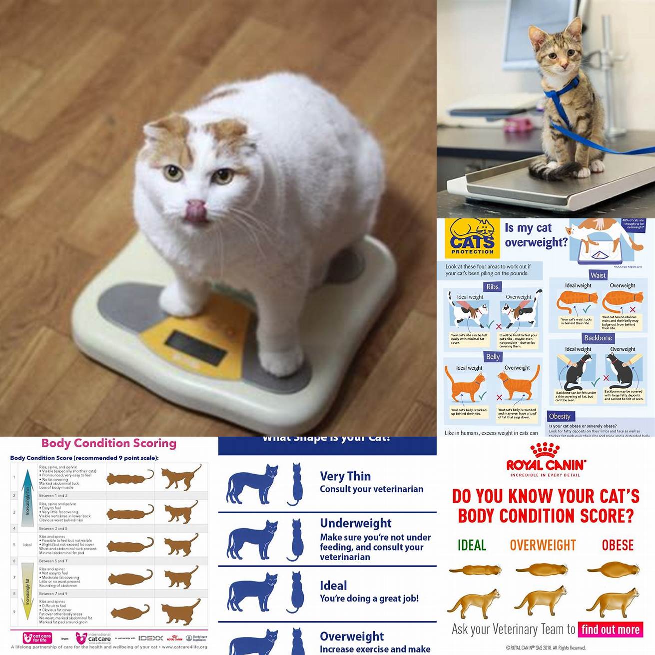 Monitor your cats weight and help them maintain a healthy weight