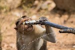 Monkey Water Abuse