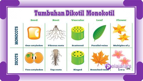 Monokotil