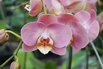 Moth Orchid Care
