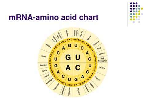 Mrna Amino Acid Chart
