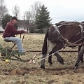 Mules pulling plow