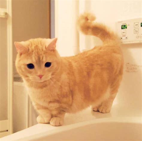 Munchkin cat ginger playful