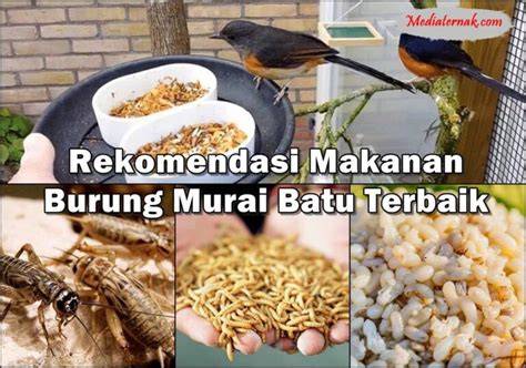 Murai Batu Makan