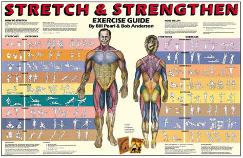 Muscle Chart With Exercises
