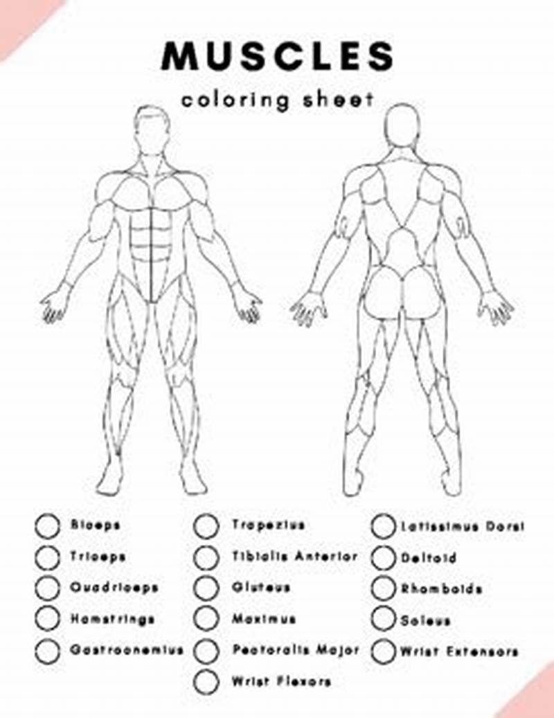 Muscle Coloring Sheet Answer Key