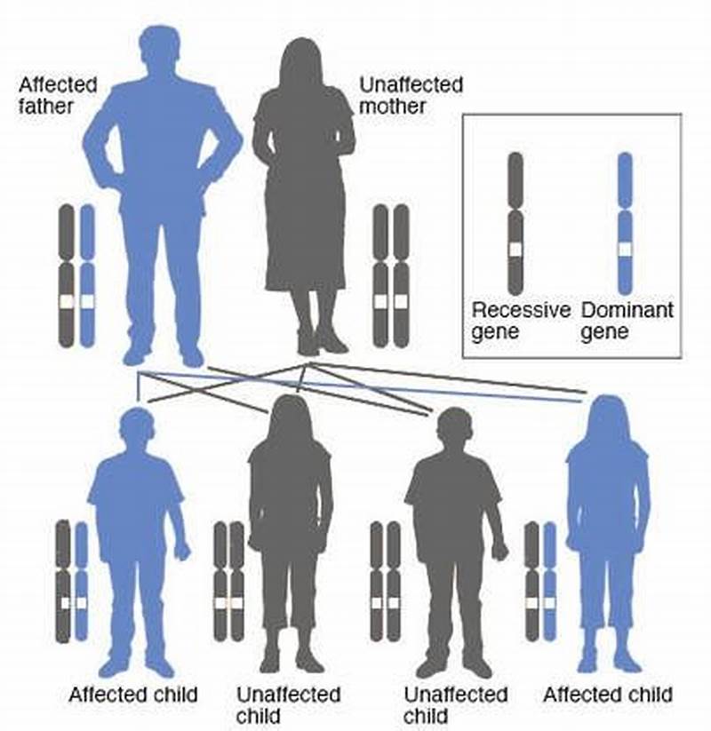 Myotonic Dystrophy Inheritance Pattern