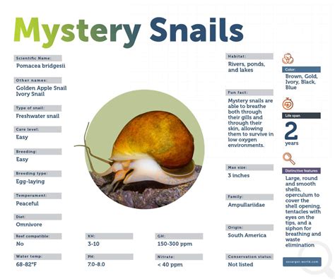 Mystery Snail Size Chart