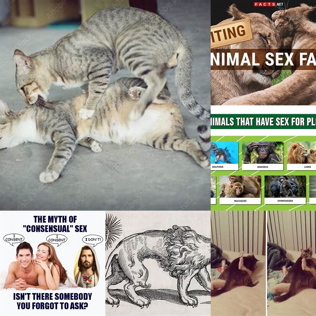Myth Humans and animals can have consensual sex