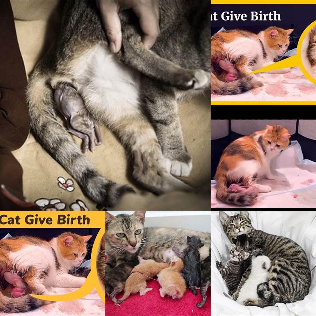 Myth Humans can give birth to cat babies