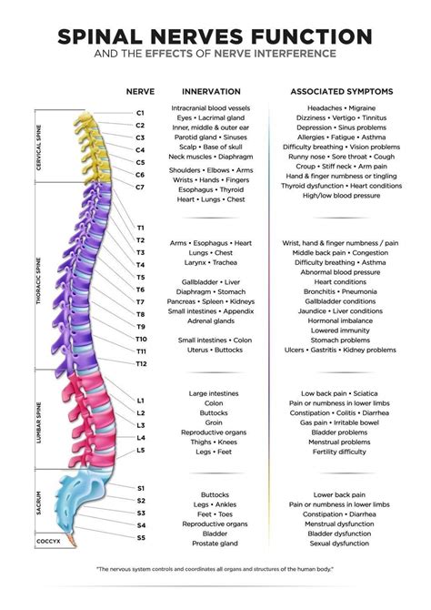 Nerves Of The Spine Chart