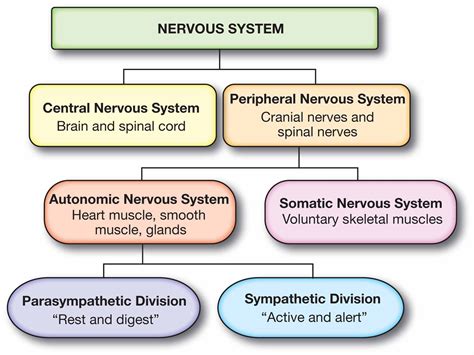 Nervous System Chart Breakdown