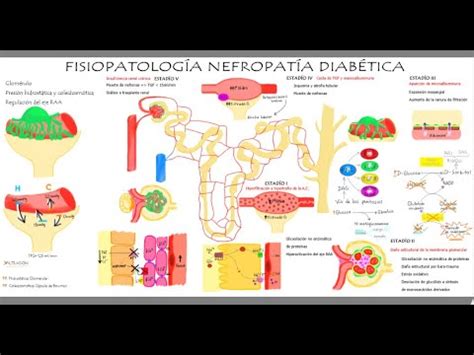 Diabetica Fisiologia