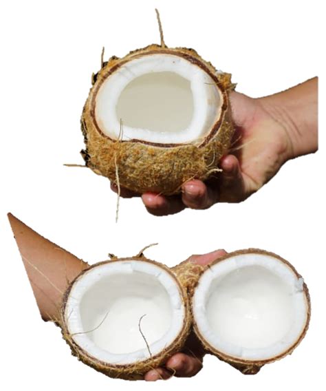 Nias Coconut