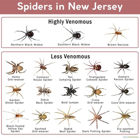 Nj Spider Identification Chart