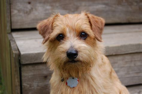 Norfolk Terrier Dog